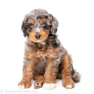 Aussiedoodle Puppies | aussiedoodle puppies for sale | Puppies