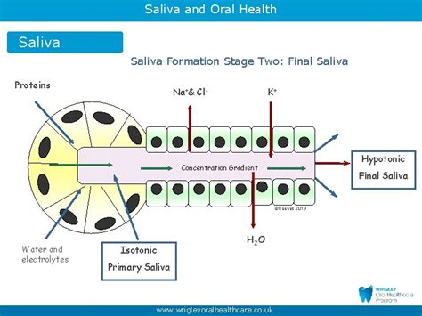 Saliva And Oral Health Part Maintaining Oral