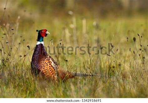 Male Ring Necked Pheasant Stock Photo 1342918691 Shutterstock