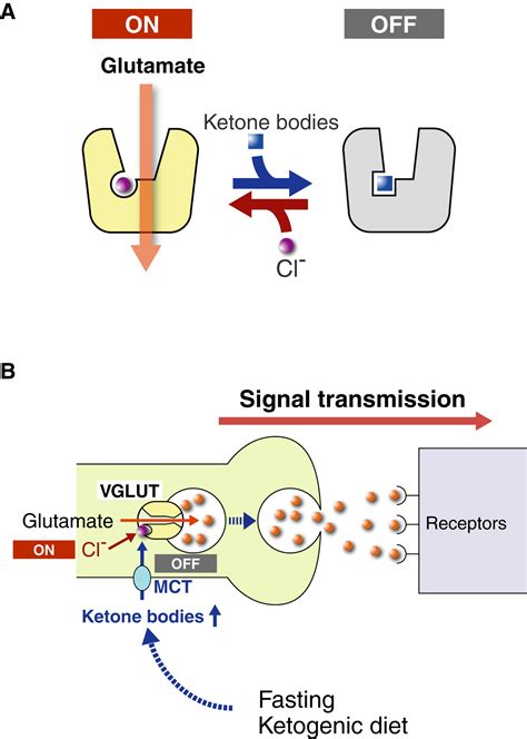 Metabolic Control Of Vesicular Glutamate Transport And Release Neuron