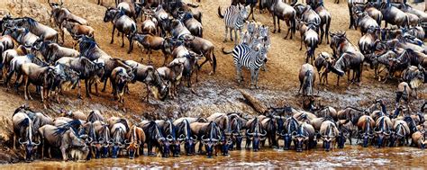 Africa S Wildebeest Migration November December