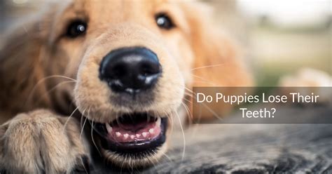 Do Puppies Lose Their Teeth