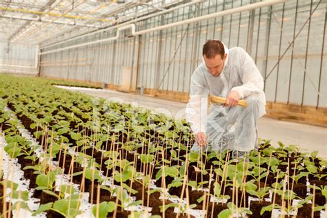 Horticulturist Is Busy With Plants In A Greenhouse. Stock Photo ...