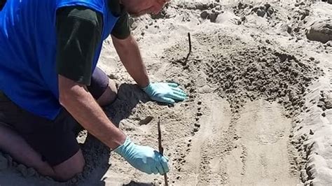 Fondi Tartaruga Marina Depone Le Uova In Spiaggia