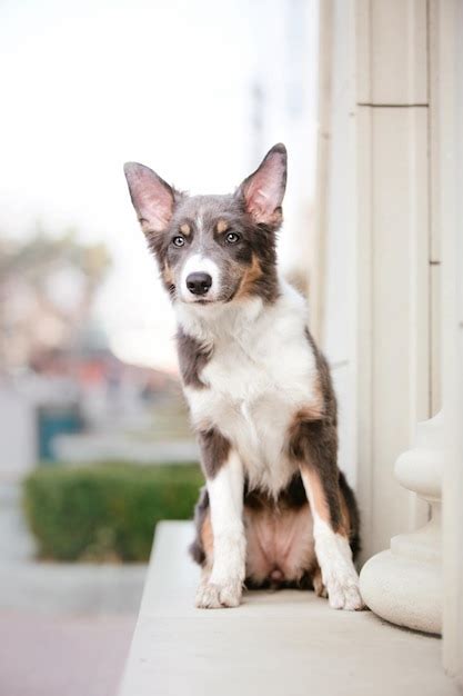 Un Perro Se Sienta En Una Repisa Frente A Un Edificio Foto Premium