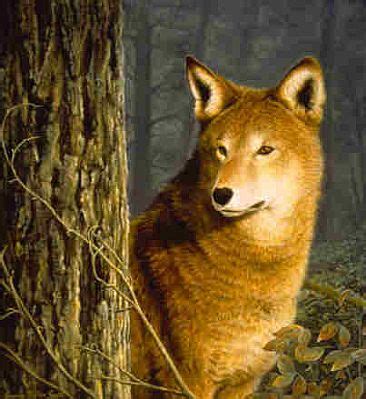 Red Wolf Painting at PaintingValley.com | Explore collection of Red ...