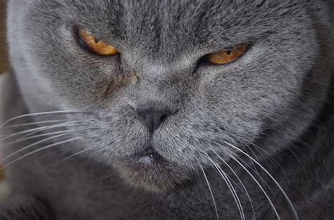 Wallpaper Mustache Nose Whiskers British Shorthair Fauna