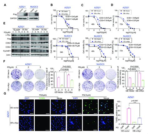 c-Myc expression plays an important role in PD's anti-cancer activity ...