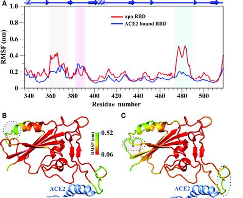 Comparison Of C Atom Dynamics A Residue Wise C Atom Rmsf For Both