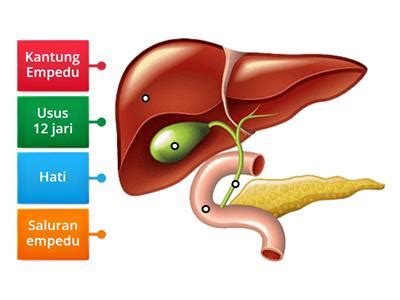 Struktur hati - Sumber daya pengajaran