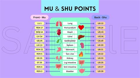 Acupuncture Points Desktop Wall Paper Front Mu And Back Shu Tcm Points