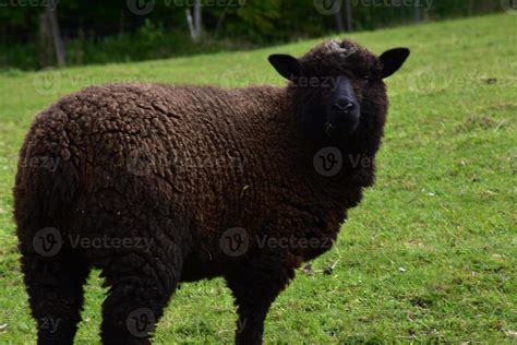 Romney Marsh Sheep with Thick Brown Wool on a Farm 9594663 Stock Photo ...