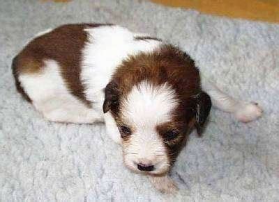 Kooikerhondje Dog Breed Information and Pictures