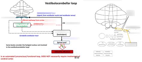 Diagram Of Vestibulocerebellum And Vestibulocerebellar Loop Motor