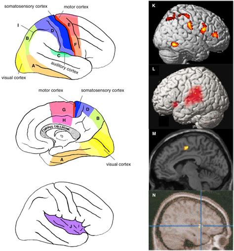 Neural Correlates Of The Physical Self Sensory And Motor Association