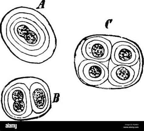 Protoplast hi-res stock photography and images - Alamy