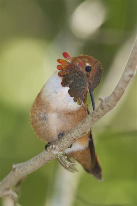 Rufous Hummingbird Selasphorus Rufus Stock Photo Image Of Florida