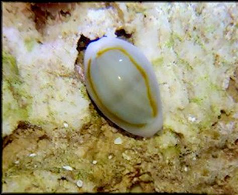 dwarf cowrieporcelain snail ring cypraea annulus  reef experience
