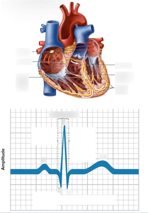 Cardiac Cycle Diagram Quizlet