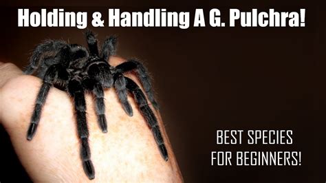 Grammostola Pulchra Tarantula Handling DOs DON Ts To Remember YouTube