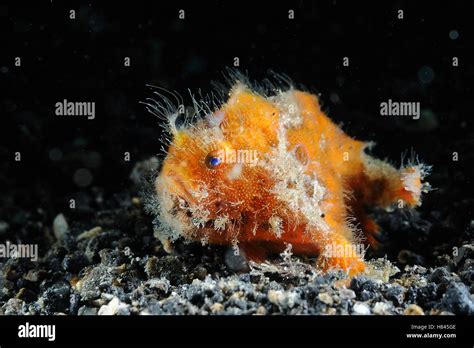 Shaggy Angler Antennarius Hispidus On Ocean Floor Lembeh Strait