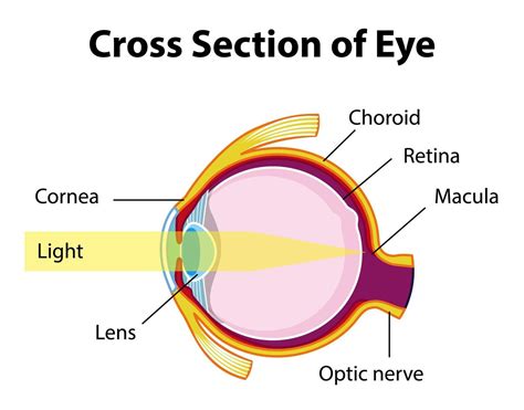 Eye Cross Section Vector Art, Icons, and Graphics for Free Download