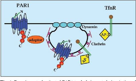 Figure From Protease Activated Receptors New Concepts In Regulation