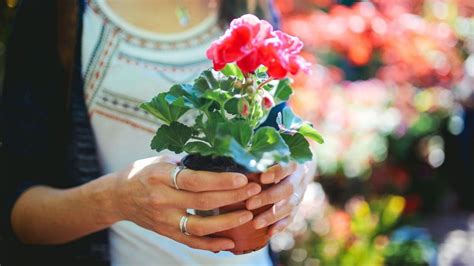 Abono casero para geranios cómo hacerlo y beneficios ElJardíndeAndrea