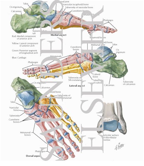 Bones of Ankle and Foot