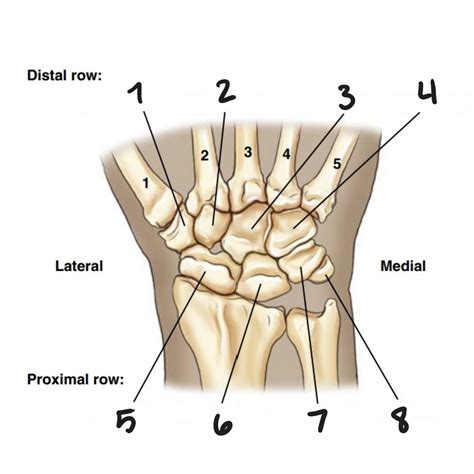 Bones Of The Wrist Diagram Quizlet