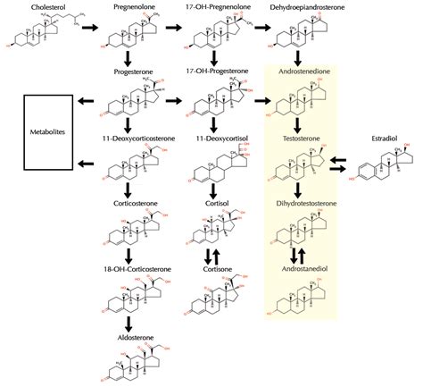 Female Hormonal Imbalance: Androgen to Estrogen