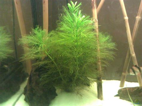 Limnophila Aquatica Riesen Sumpffreund Alle Infos