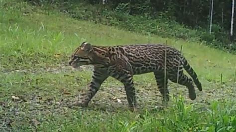 Esp Cies Amea Adas On A Parda E Jaguatirica S O Filmadas No Parque Das