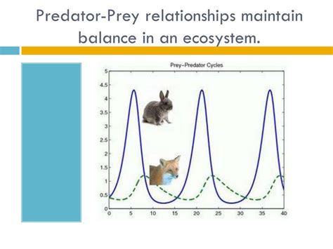 PPT - Predator/prey relationships PowerPoint Presentation, free download - ID:2277766