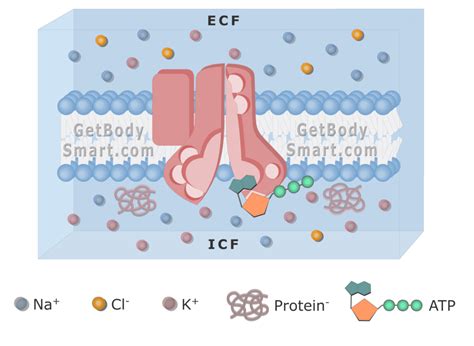 Sodium Potassium Pump Structure