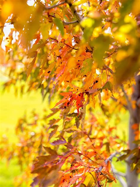 Royal Crown Amur Maple Jeffries Nurseries