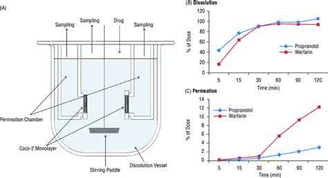 A Schematic Representation Of The In Vitro Dissolution Absorption