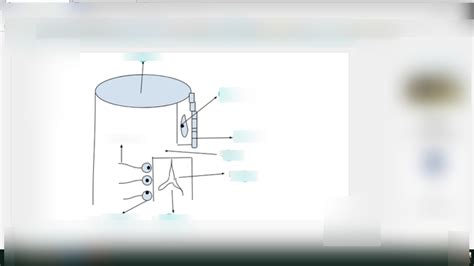 Biology Chapter 15 Sponge Anatomy Final Exam Review Diagram Quizlet