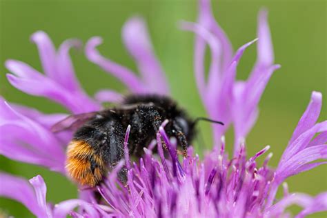 Red Tailed Bumblebee Bombus Lapidarius Bee Life