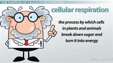 Cellular Respiration Definition Steps And Importance Lesson