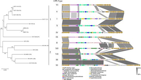 Phylogenetic Analysis Of Capsular Polysaccharide Cps Biosynthesis