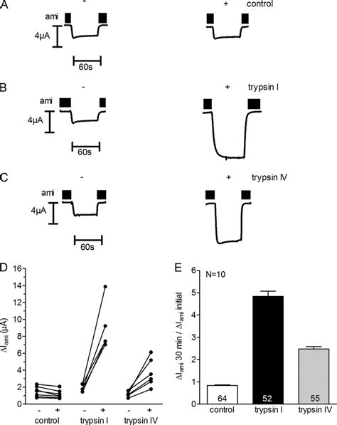 Trypsin Iv Stimulates Enac Currents In X Laevis Oocytes Expressing