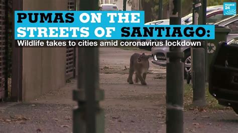 Pumas in Santiago: Wildlife takes to cities amid coronavirus lockdown