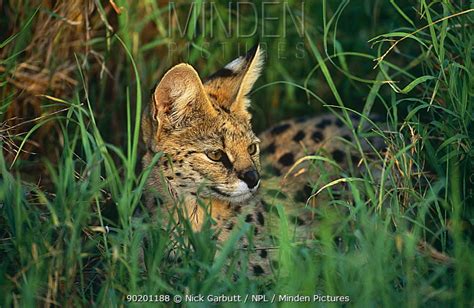 Serval stock photo - Minden Pictures