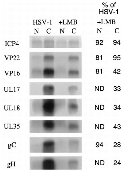 Protein Synthesis In Cells Infected With Hsv Vero Cells Were Either