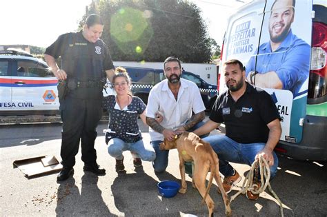 Cão é resgatado após sofrer maus tratos Jornal de Itatiba