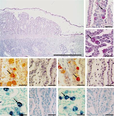 Bovine Fetal Trophoblast And Uterine Endometrium On Day 60 Of