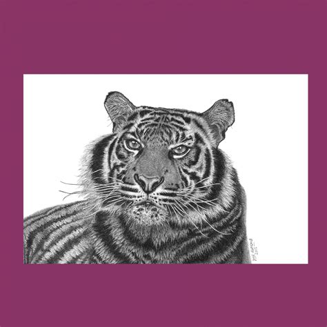 Tiger Pen Drawing At Getdrawings Free Download