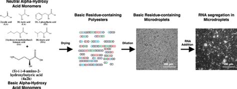 将碱性α 羟基残基掺入原始聚酯微滴中以进行rna分离biomacromolecules X Mol