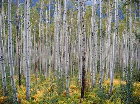 Aspen forest: Independence Pass, Colorado